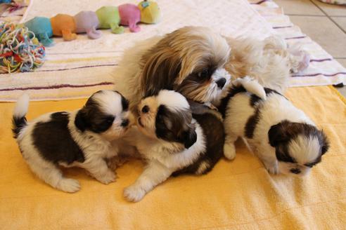 成約済の愛知県のシーズー-69940の2枚目